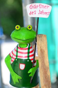 Zaunhocker Frosch Gärtner