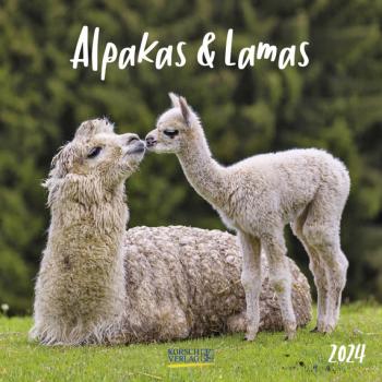 Wandkalender Alpakas & Lamas 2024