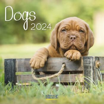Wandkalender Dogs 2024