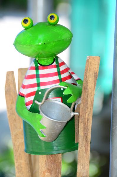 Zaunhocker Frosch Gärtner