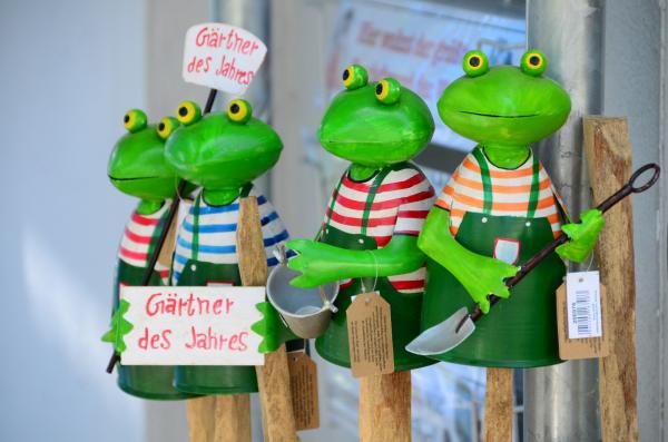 Zaunhocker Frosch Gärtner